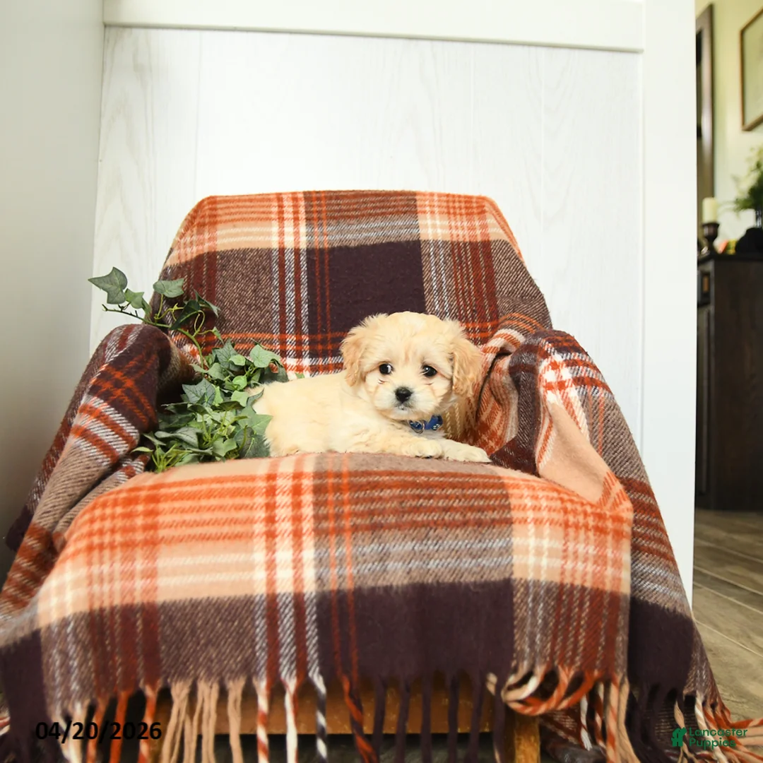 Cavachon dogs for sale: Keith - Ad 3