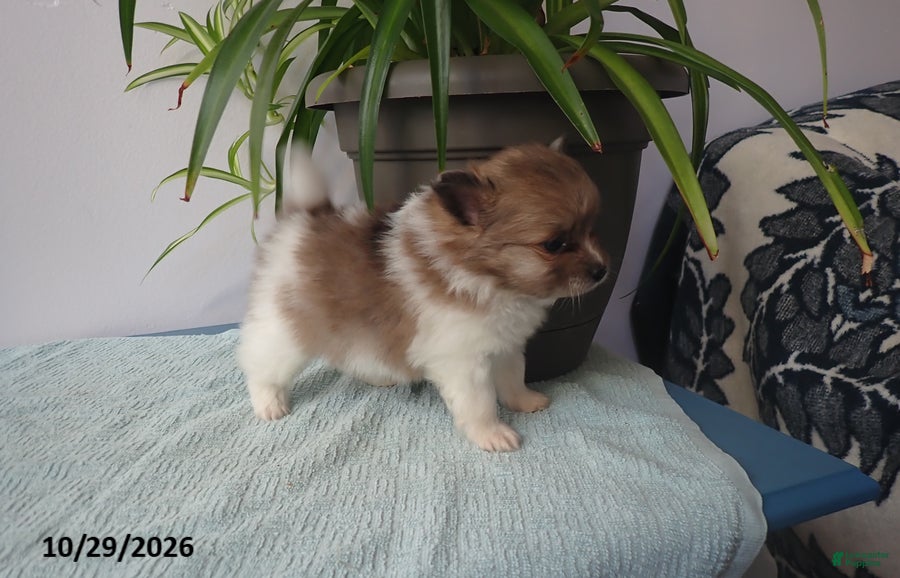 Pomeranian dogs for sale: Benny - Ad 2