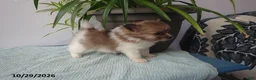 Pomeranian dogs for sale: Benny - Ad 2
