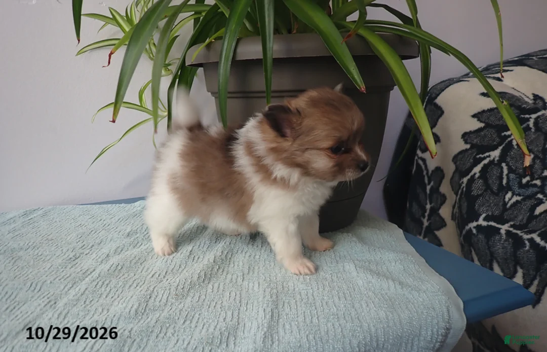 Pomeranian dogs for sale: Benny - Ad 2