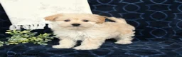 Maltipoo dogs for sale: Blake - Ad 4