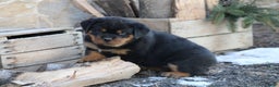 Rottweiler dogs for sale: Holly - Ad 2