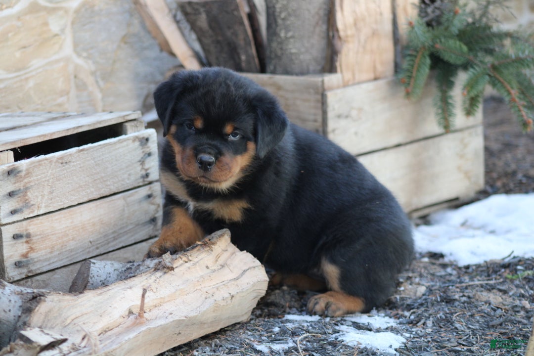 Rottweiler dogs for sale: Holly - Ad 2