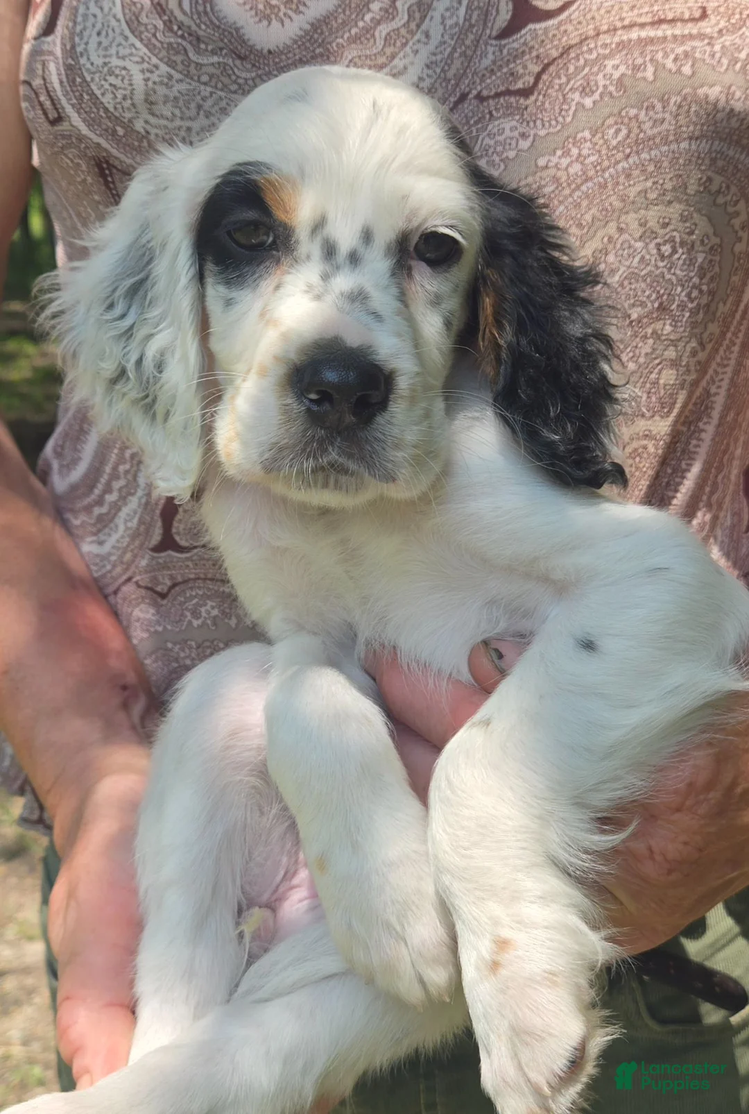 English Setter dogs for sale: English Setter 5 - Ad 1