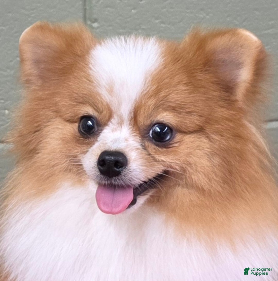 Pomeranian dogs for sale: Tinker - Ad 4