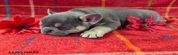 French Bulldog dogs for sale: Alex - Ad 3