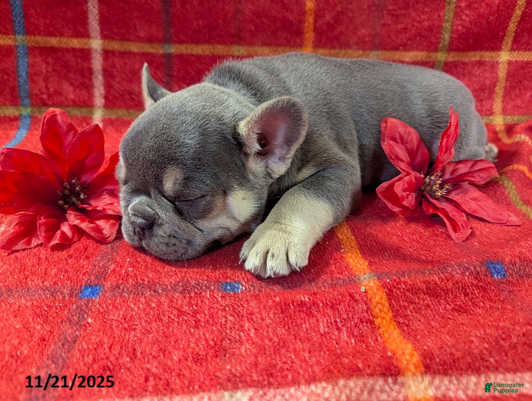 French Bulldog dogs for sale: Alex - Ad 3