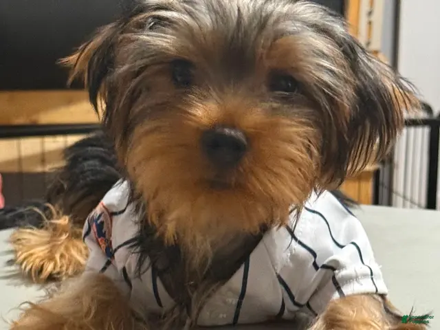 Yorkshire Terrier dogs for sale: Cookie - Ad 2