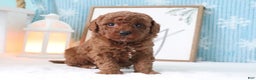 Miniature Poodle dogs for sale: Buddy - Ad 2