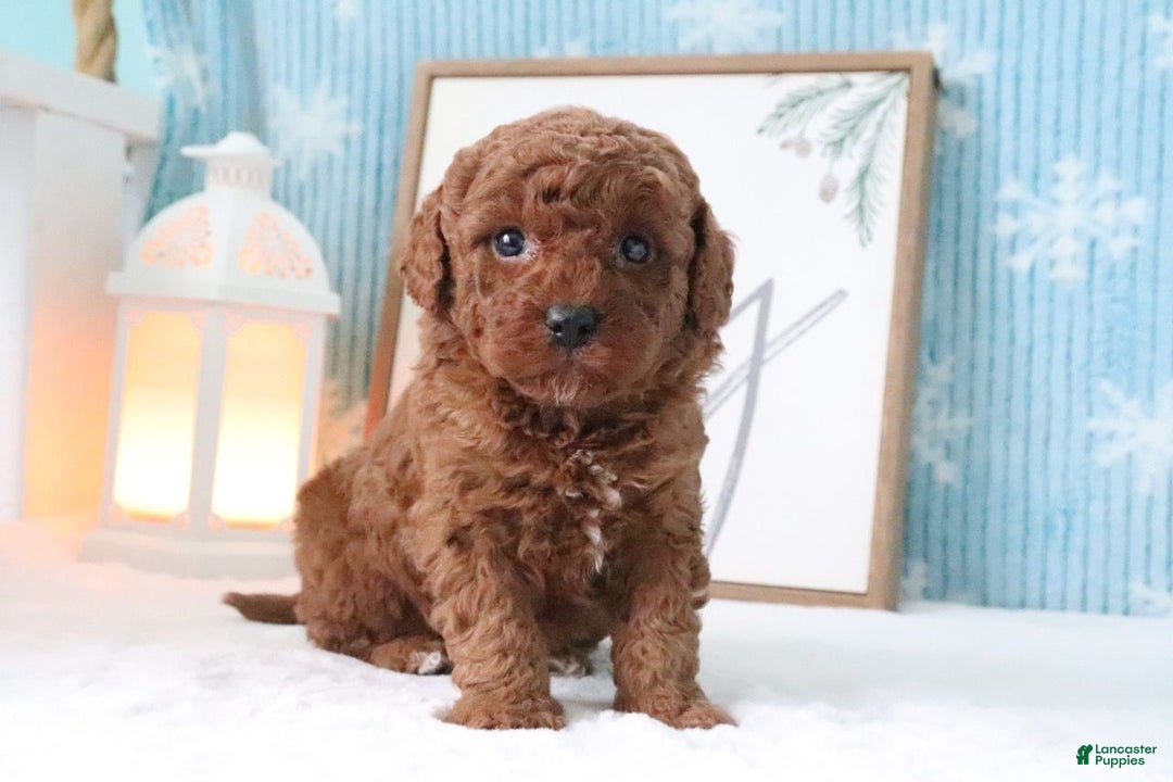 Miniature Poodle dogs for sale: Buddy - Ad 2