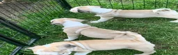 Frug dogs for sale: Rabbit - Ad 5