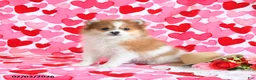 Pomeranian dogs for sale: Gracie - Ad 1