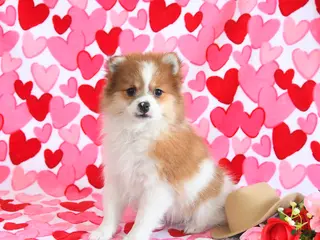 Pomeranian dogs Gracie - Ad 37