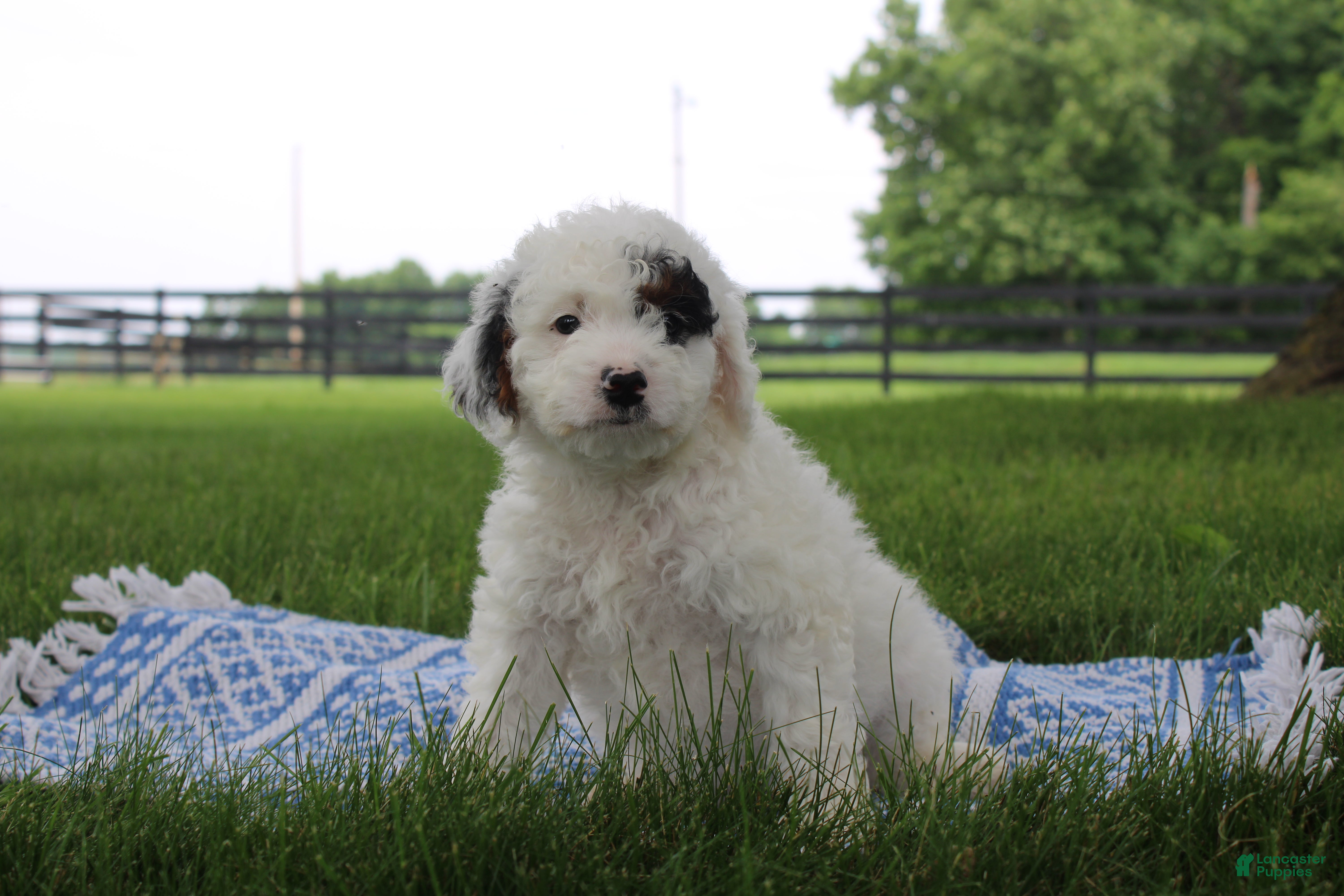 Mini Goldendoodle dogs Reina  - Ad 1
