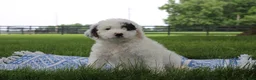 Mini Goldendoodle dogs for sale: Reina  - Ad 1