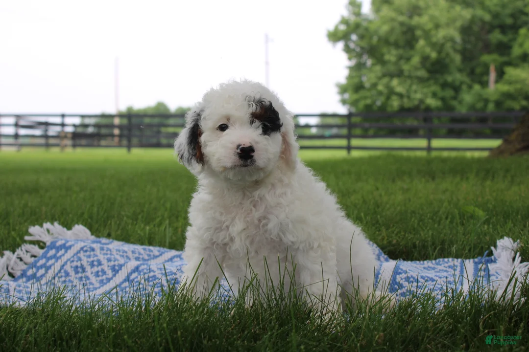 Mini Goldendoodle dogs for sale: Reina  - Ad 1
