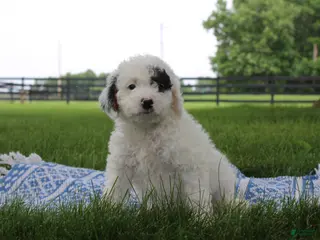 Mini Goldendoodle dogs for sale: Reina - Ad 3