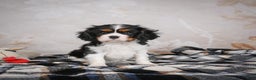 Cavalier King Charles Spaniel dogs for sale: Mia - Ad 14