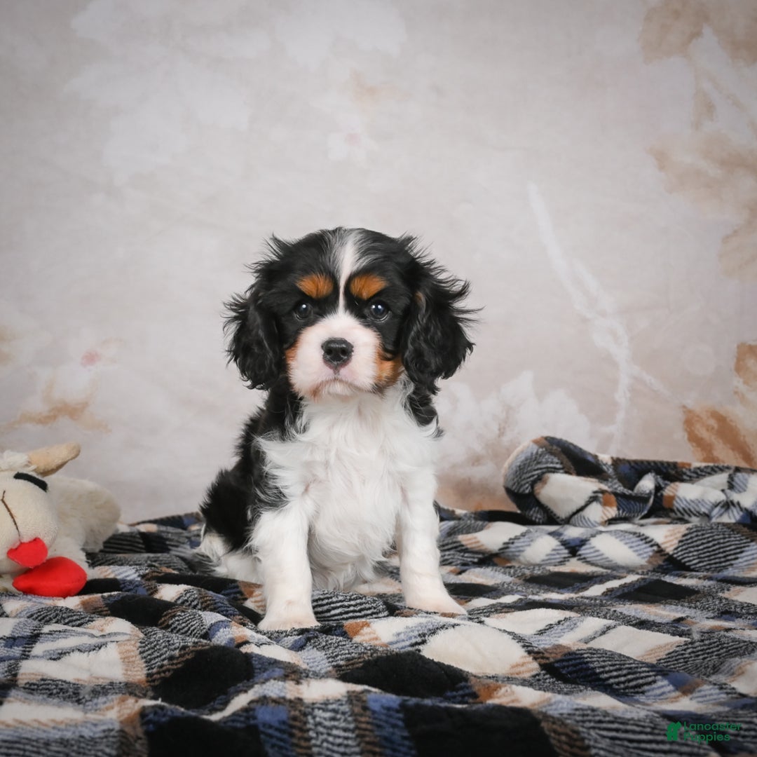 Cavalier King Charles Spaniel dogs for sale: Mia - Ad 14