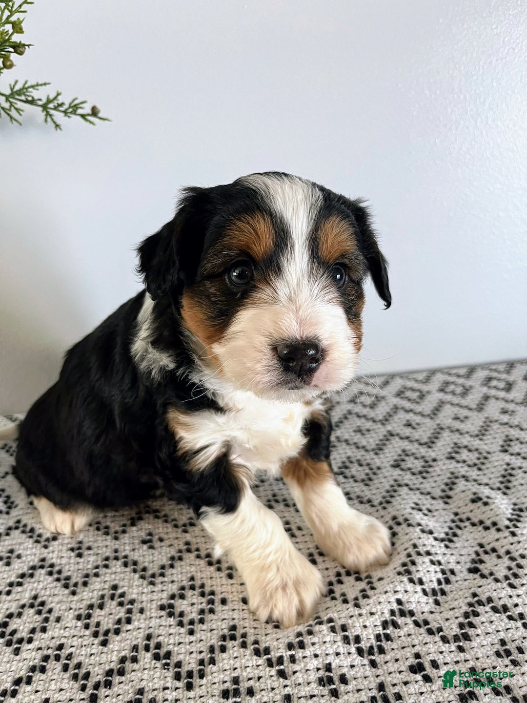 Mini Aussiedoodle dogs for sale: Ranger - Ad 2