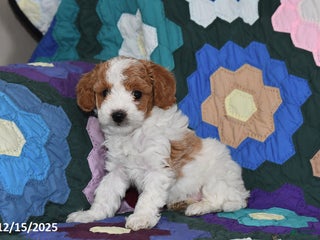 Mixed Breed dogs Susie - Ad 10