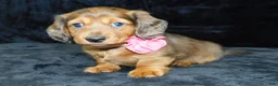 Miniature Dachshund dogs for sale: AKC Jewel - Ad 11