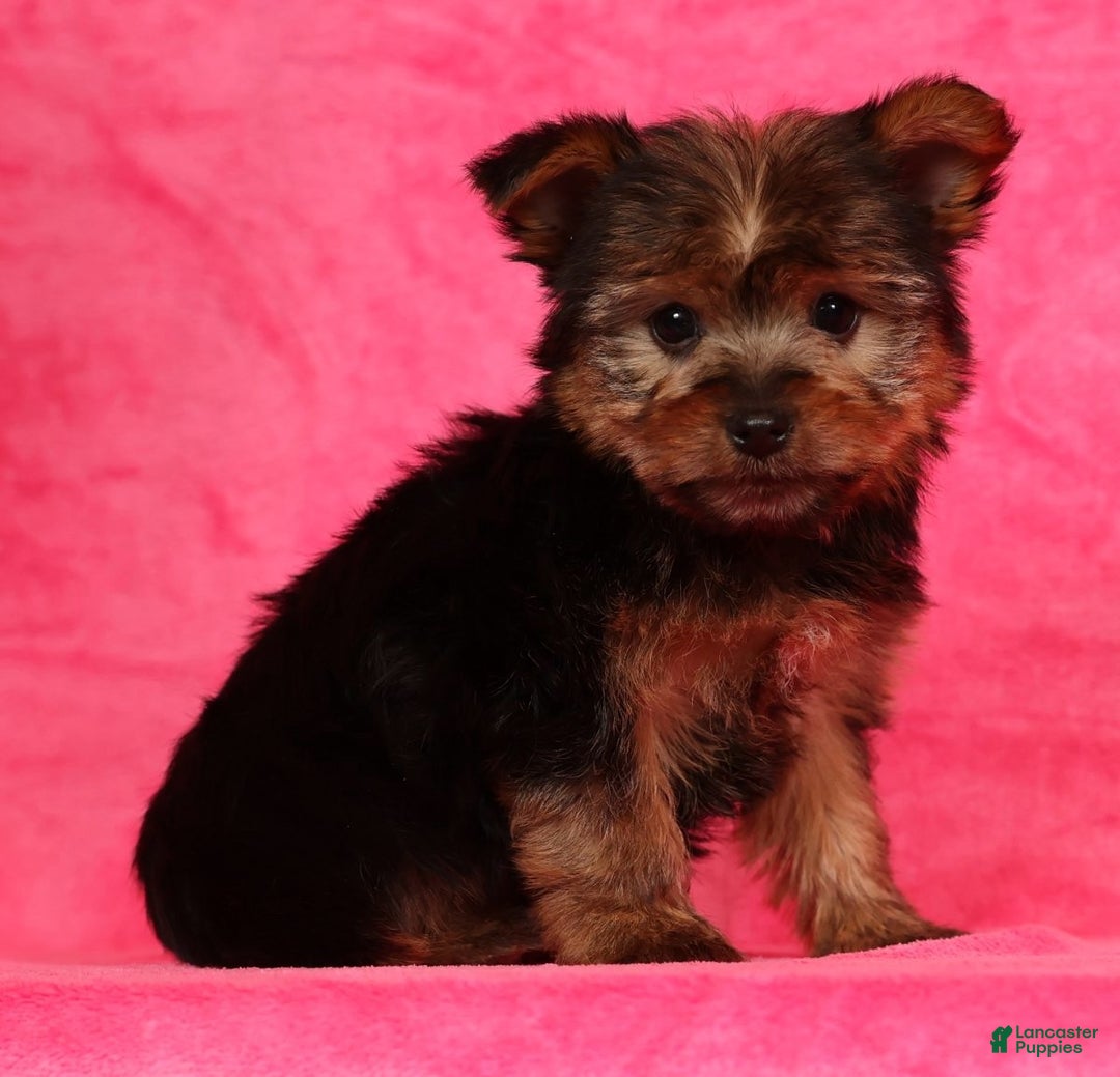 Yorkshire Terrier dogs for sale: Buddy - Ad 3