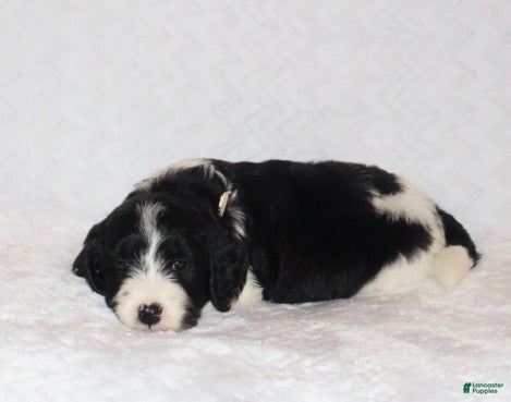 Mini Goldendoodle dogs Renee - Ad 1
