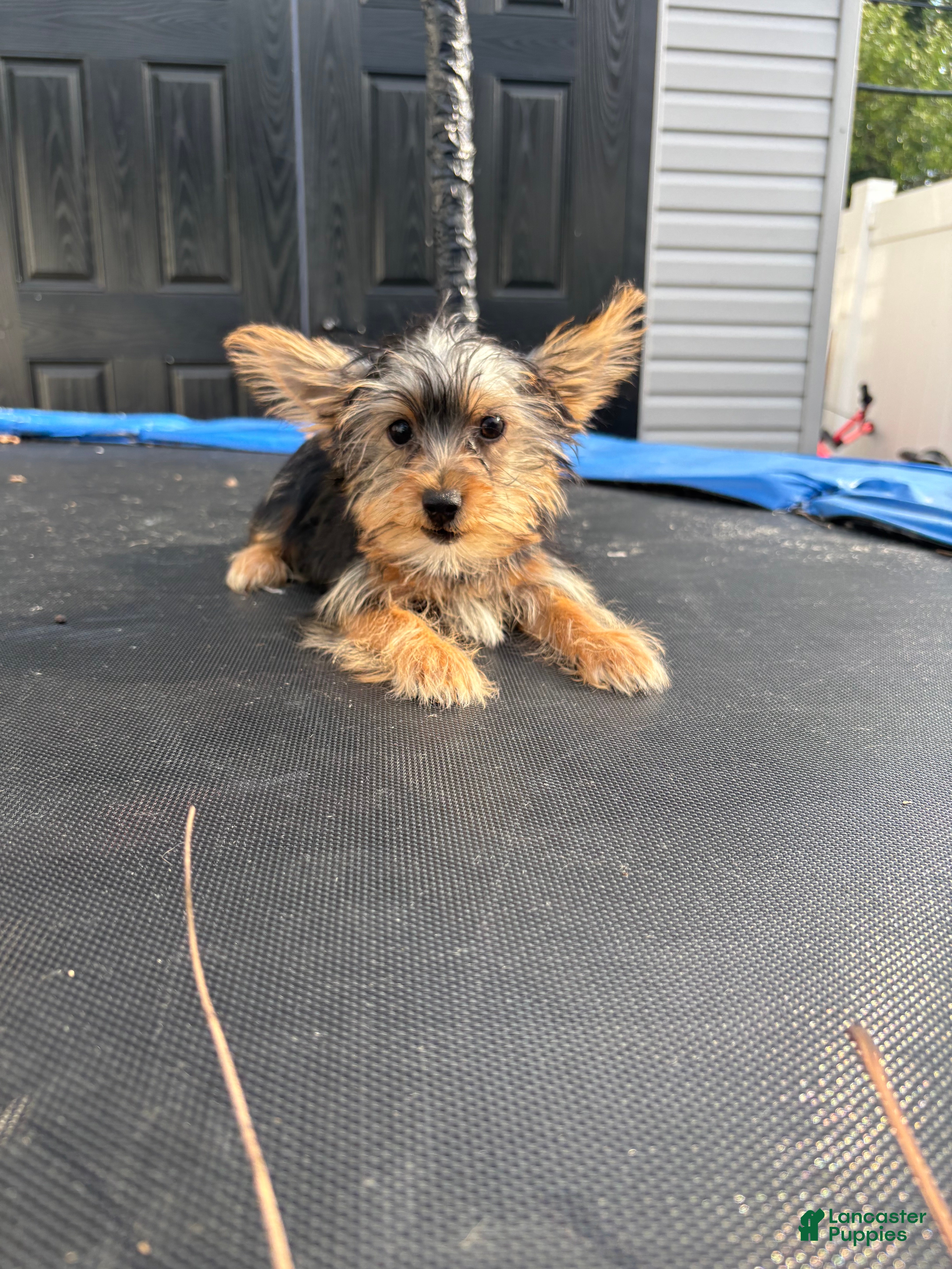 Yorkshire Terrier dogs Cash - Ad 1