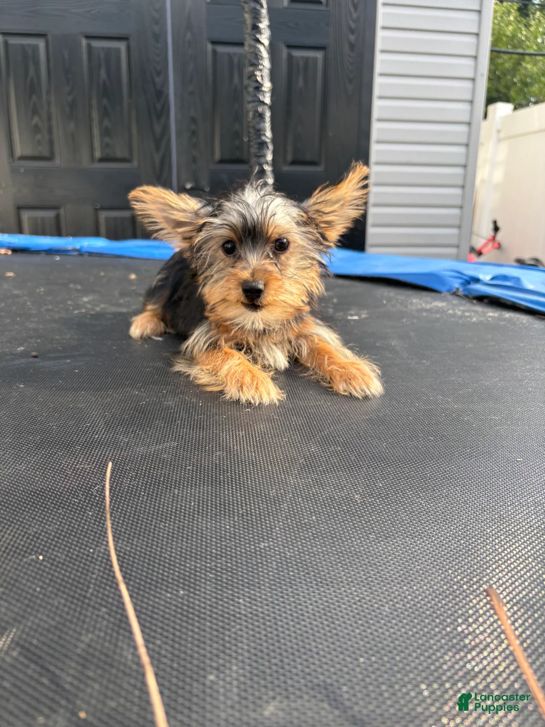 Yorkshire Terrier dogs for sale: Cash - Ad 1