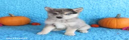 Pomsky dogs for sale: Tucker - Ad 4