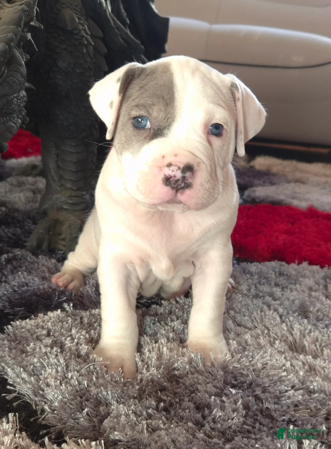 Mixed Breed dogs for sale: "WOLVERINE" WHITE MERLE - Ad 13