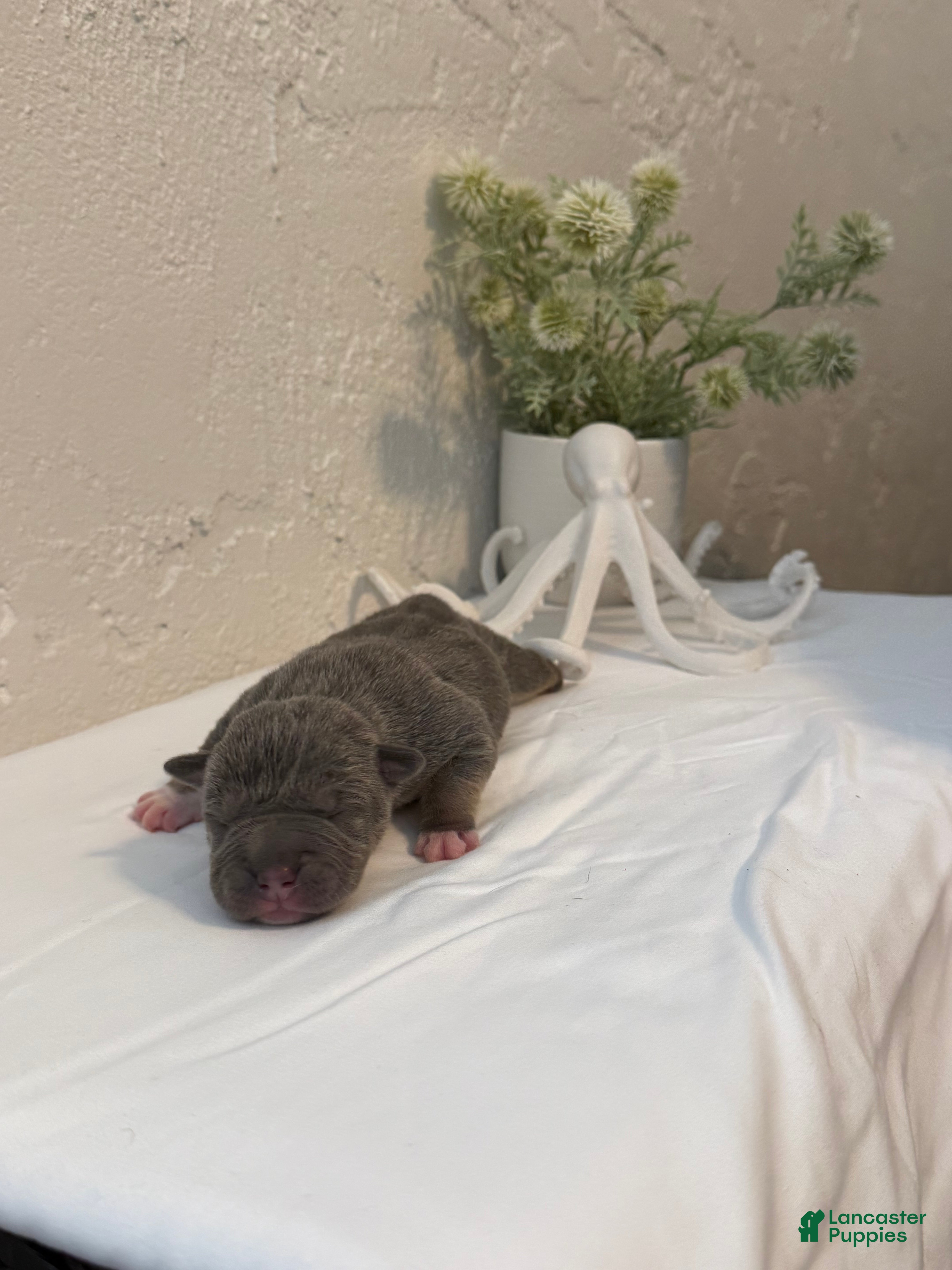 American Bully dogs for sale: Trident  - Ad 2