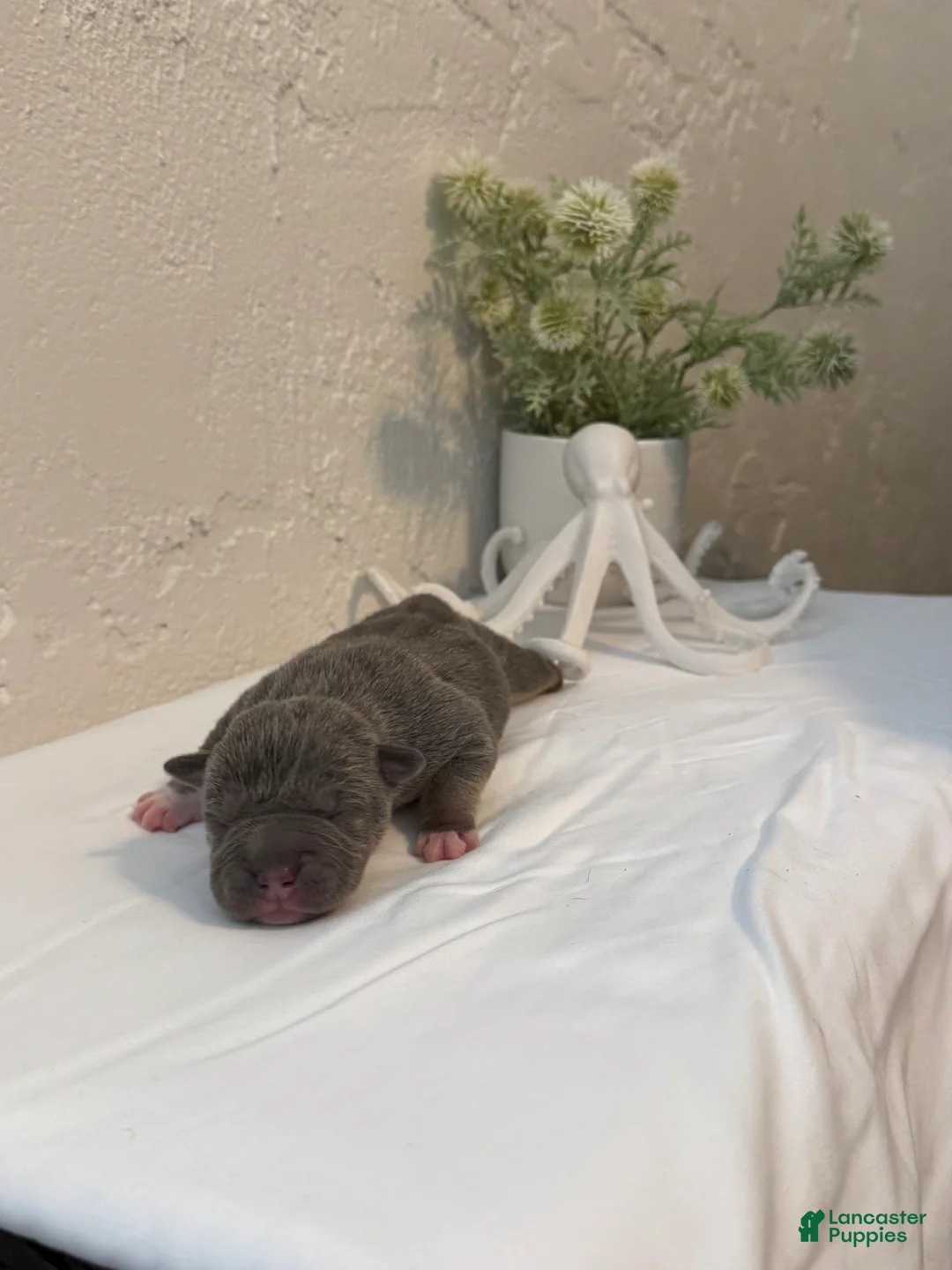 American Bully dogs for sale: Trident  - Ad 1