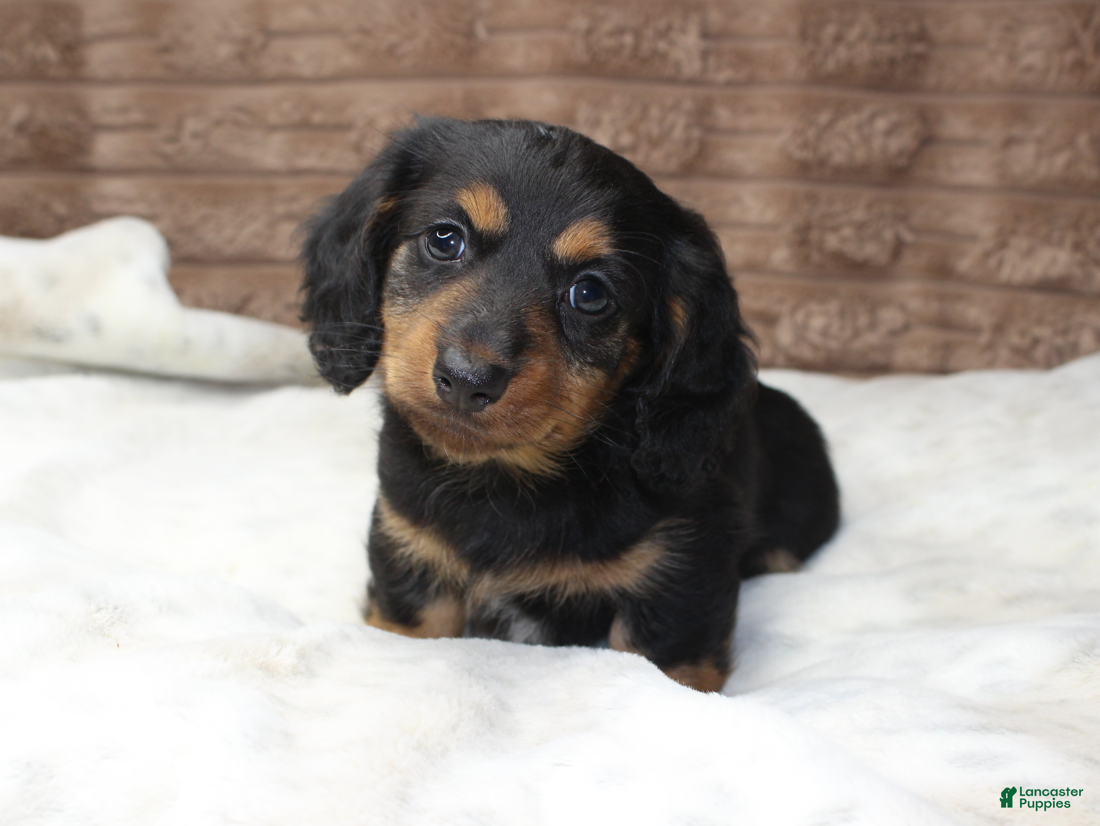 Miniature Dachshund dogs Puppy Lacy - Ad 16