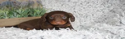 Dachshund dogs for sale: PERCY - Ad 4