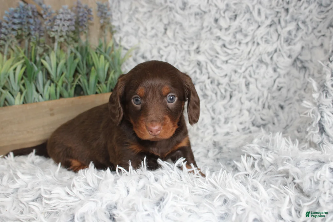 Dachshund dogs for sale: PERCY - Ad 4