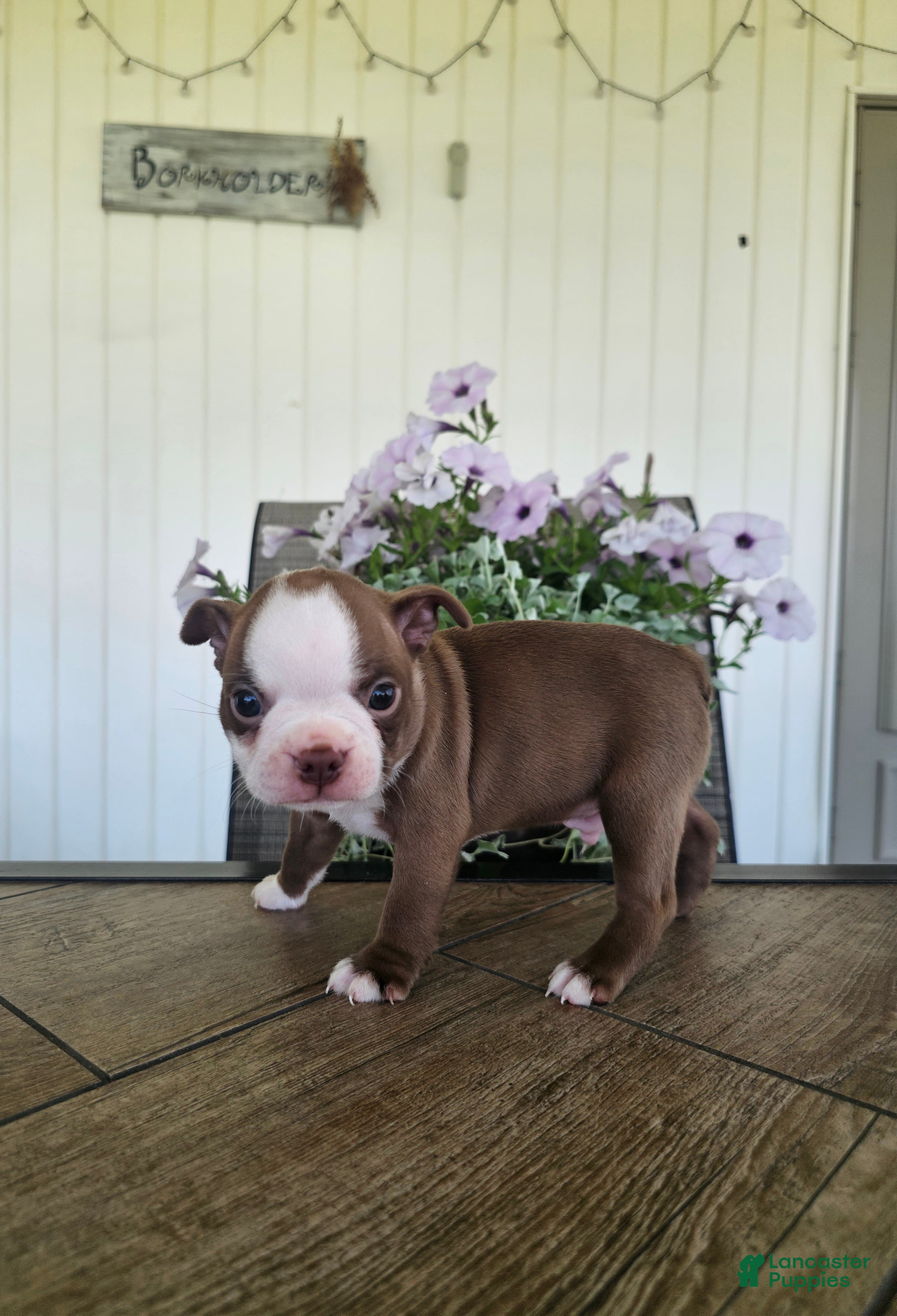 Boston Terrier dogs Alfie - Ad 2