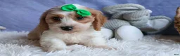 Cavachon dogs for sale: RANDY - Ad 11