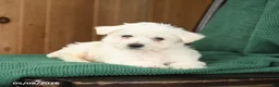Westiepoo dogs for sale: Rosa  - Ad 4