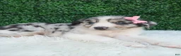 Australian Shepherd dogs for sale: Bella - Ad 4