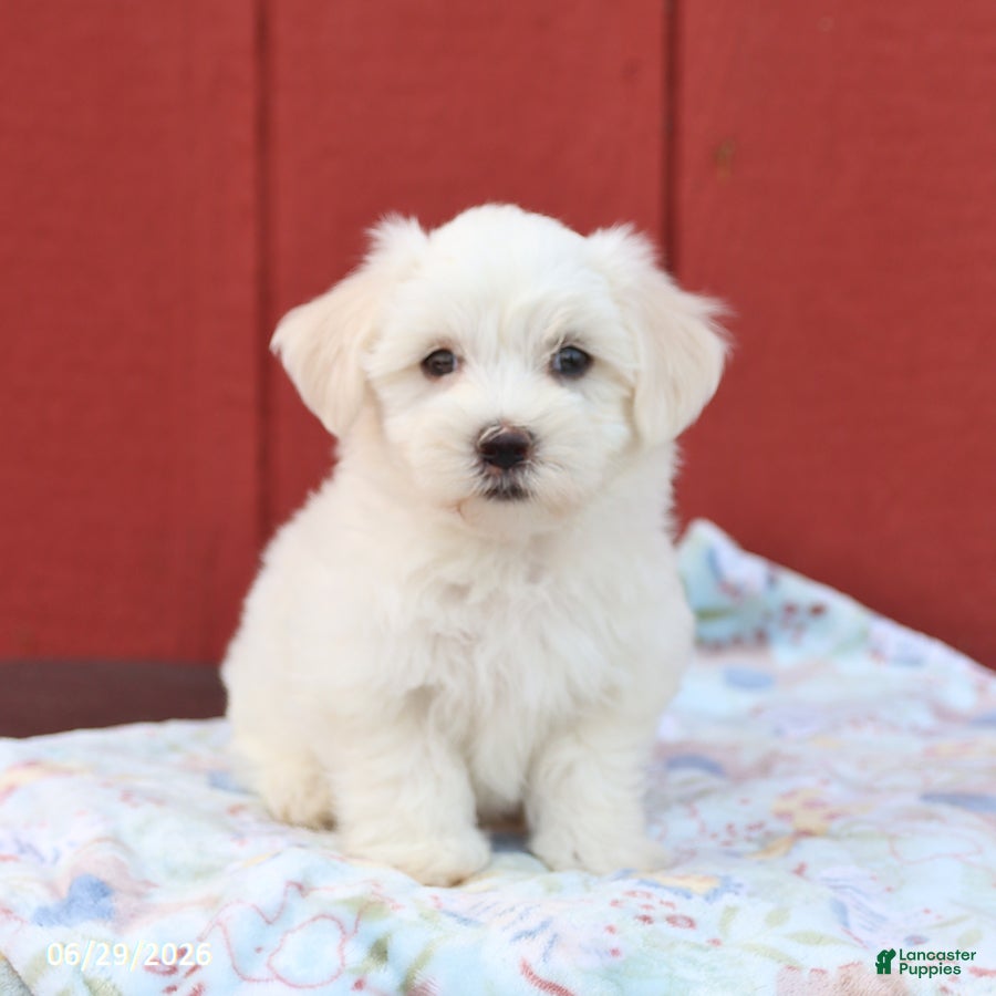 Maltese dogs Nick  - Ad 1