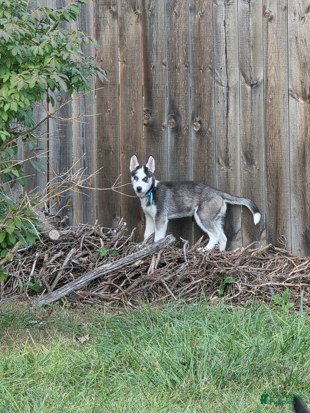 Siberian Husky dogs for sale: Daisy - Ad 8