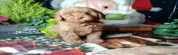 Toy Poodle dogs for sale: Rupert - Ad 3