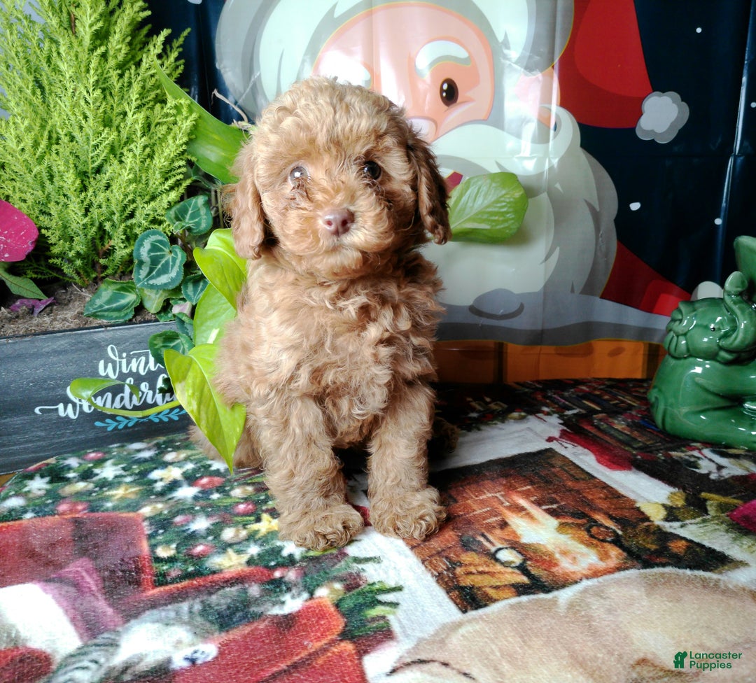 Toy Poodle dogs for sale: Rupert - Ad 3