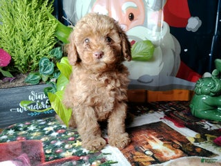 Toy Poodle dogs for sale: Rupert - Ad 2