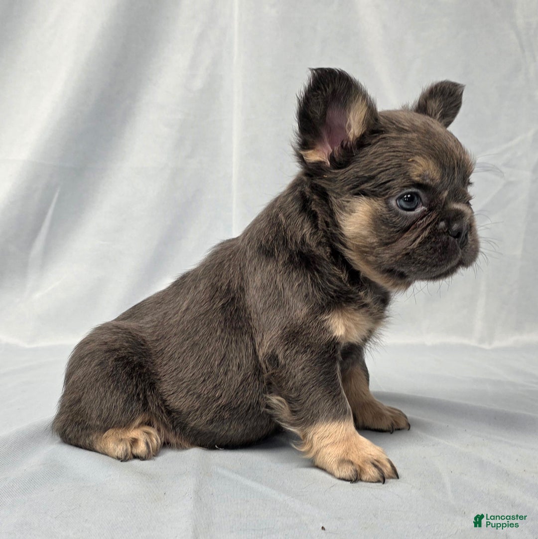 Sunshine for sale in Dundee Lancaster Puppies