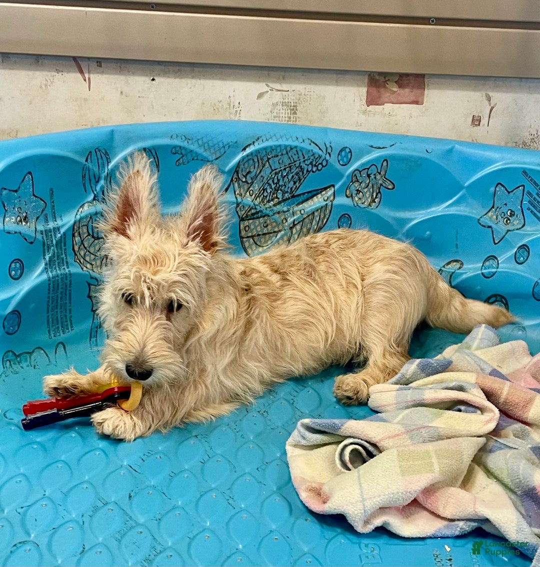 Scottish Terrier dogs for sale: Mason - Ad 5