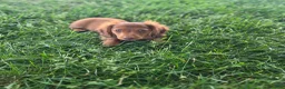 Miniature Dachshund dogs for sale: Max - Ad 3