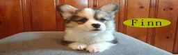 Welsh Corgi Pembroke dogs for sale: Finn - Ad 3